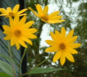 jerus art blossoms.jpg